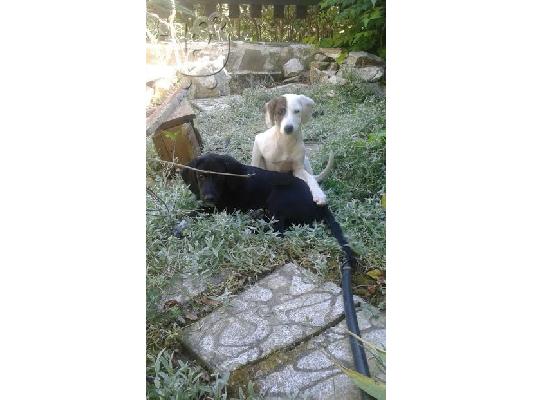 χαρίζονται κουταβάκια